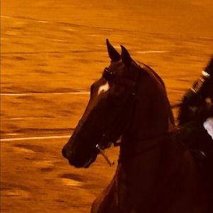 Meet your Posher, Beverly